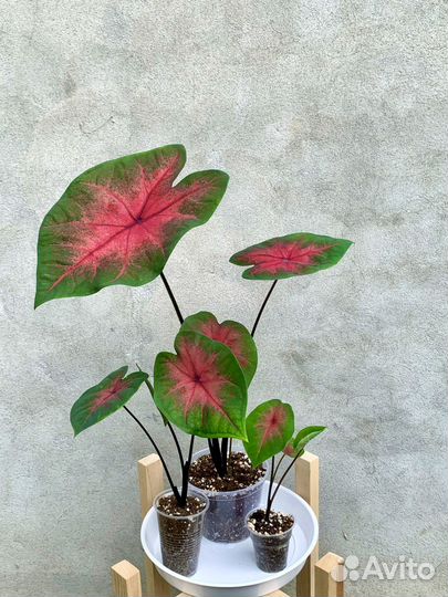 Каладиум Postman Joyner