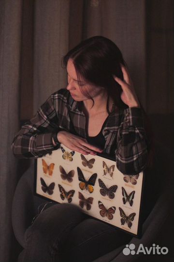 Бабочки в рамке