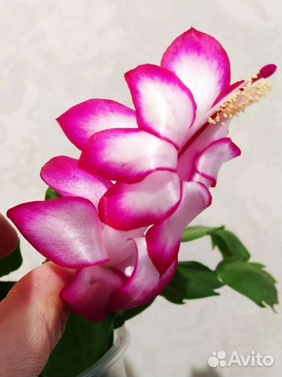 Укоренëнный Декабрист Шлюмбергера