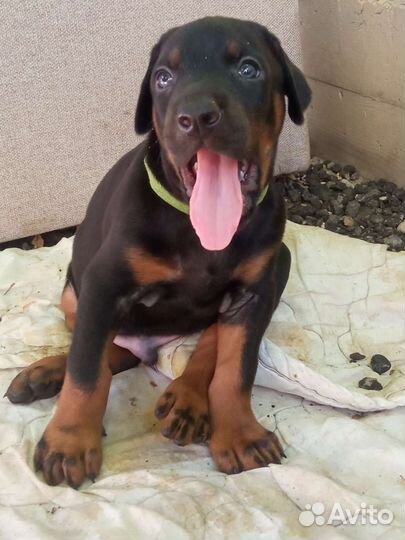 Щенки добермана