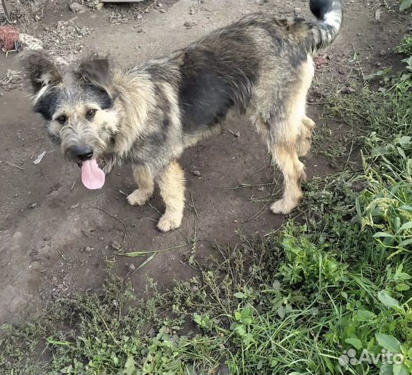 Собака смесь с немцем