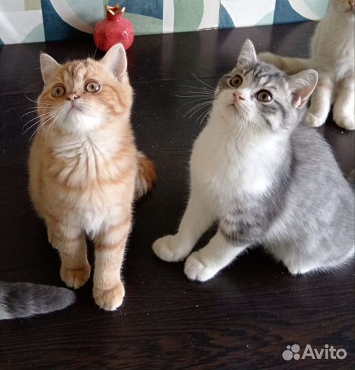 Шотландские котята