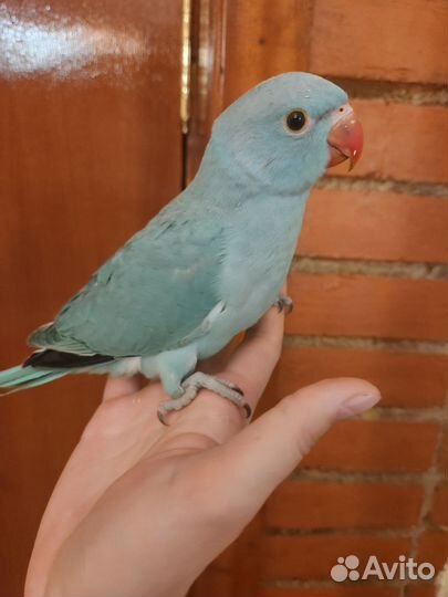 Ожереловый и александрийский попугай (малыши)