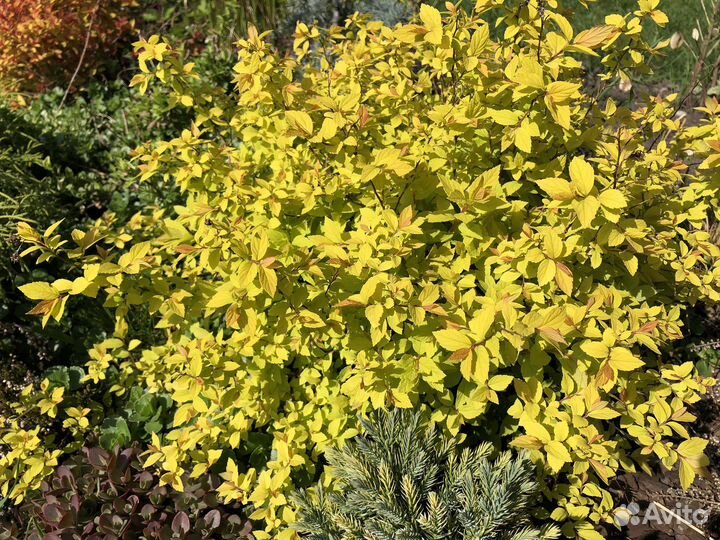 Спиреи разных сортов