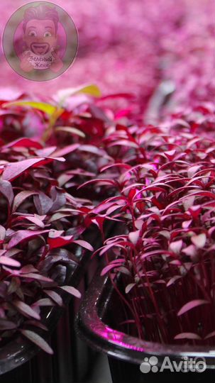 Семена для микрозелени Шпинат Зеленый