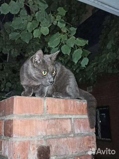 Дымчатый котик ищет дом