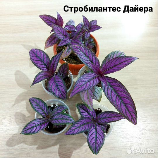 Стробилантес Дайера