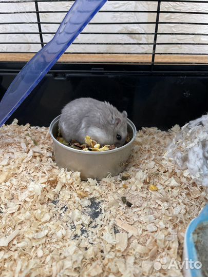 Хомяки джунгарики с клеткой