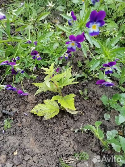 Золотистый пузыреплодник