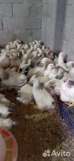 Куры несушки