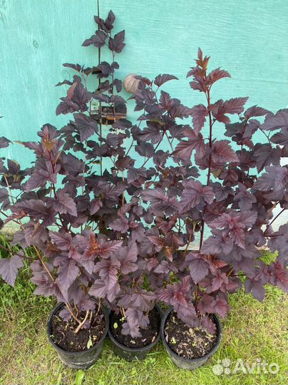 Пузыреплодник диаболо