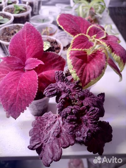 Петуния Калибрахоа Лобелия Колеус