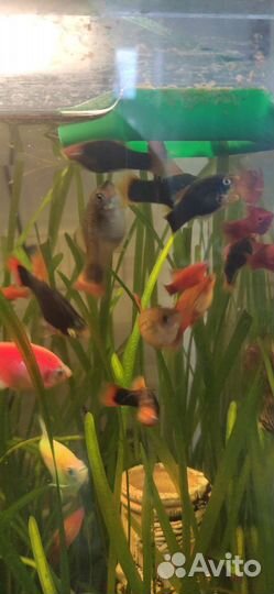 Аквариумные рыбы