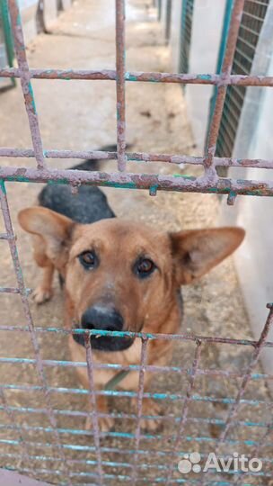 Собаки из приюта некрасовка