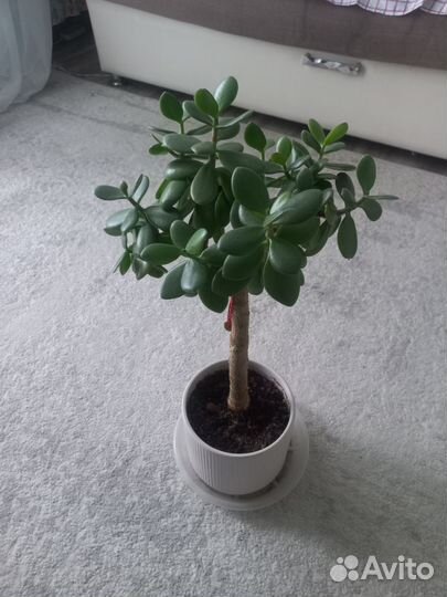 Толстянка денежное дерево