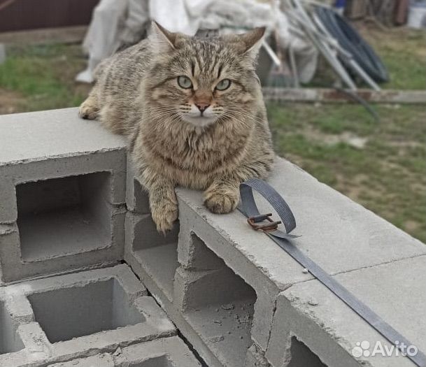 Сибирская потеряшка