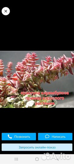 Суккуленты, Церопегия Вуда вар