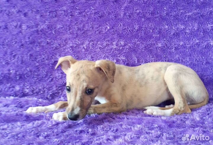 Щенки уиппета