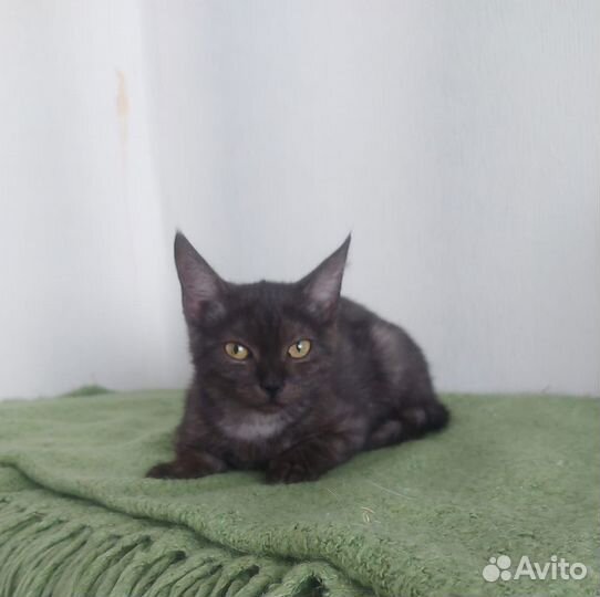 Отдам кошечку в добрые руки