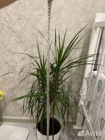 Пальма драцена 90 см