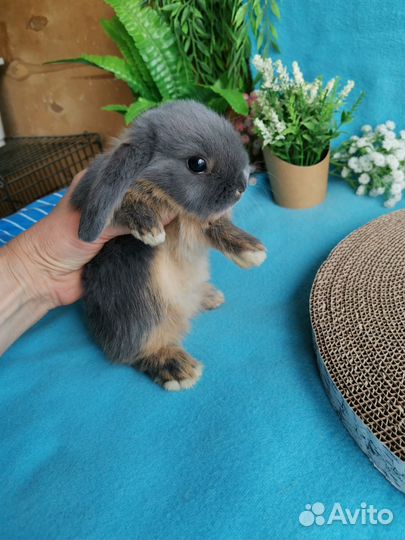 Малыши вислоухие карликовые