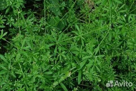 Подмаренник цепкий