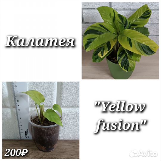 Комнатные растения