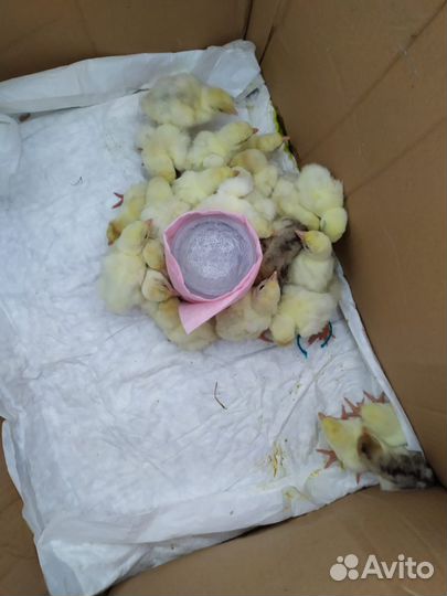 Продаю индюшат