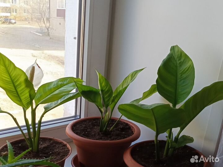 Спатифиллум