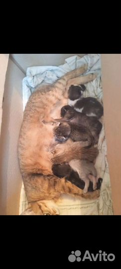 Котята в добрые руки бесплатно