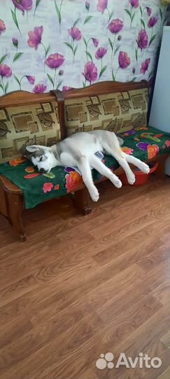 Хаски в добрые руки