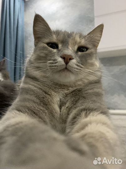 Домашние животные кошки