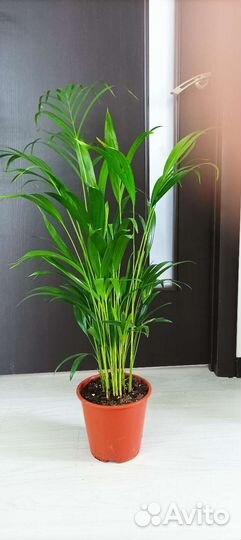 Пальма арека, высота 100см