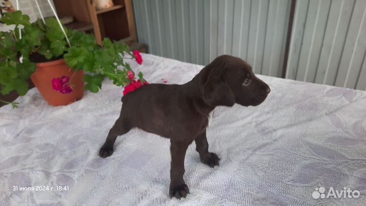 Щенки курцхаара