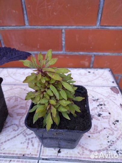 Растения для сада