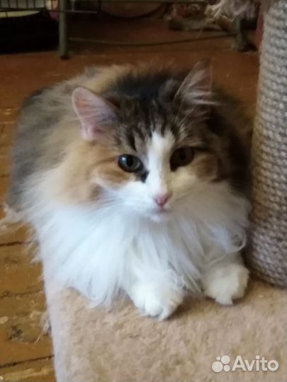 Пристраивается пушистая трехцветная кошка
