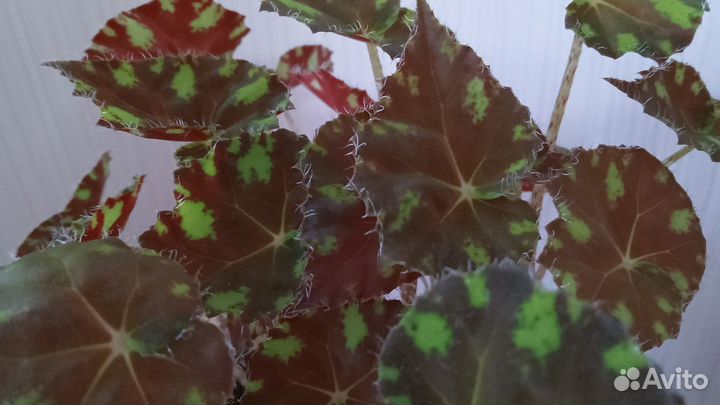 Рассада декоративной капусты