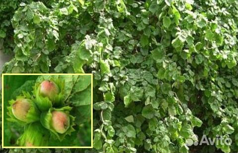 Виноград для фасада / лесной орех / вишня