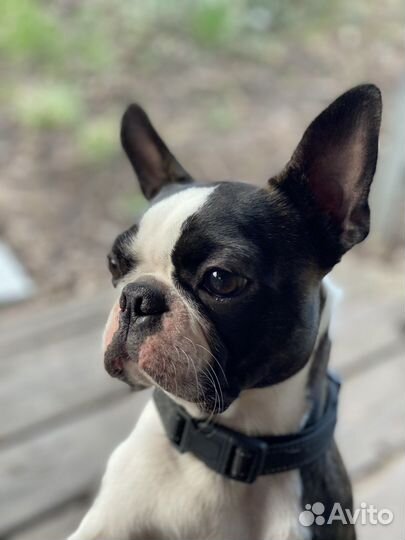 Бостон терьер. Кобель для вязки