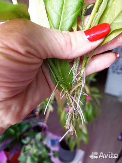 Детки комнатного жасмина