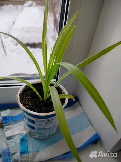 Комнатные цветы