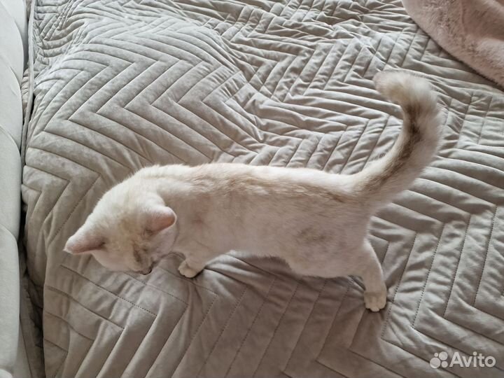 Кошка британка ищет кота