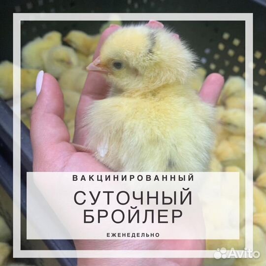 Суточная птица