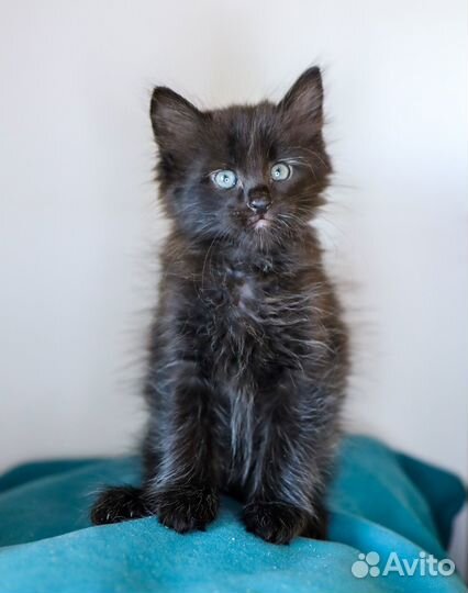 Котенок