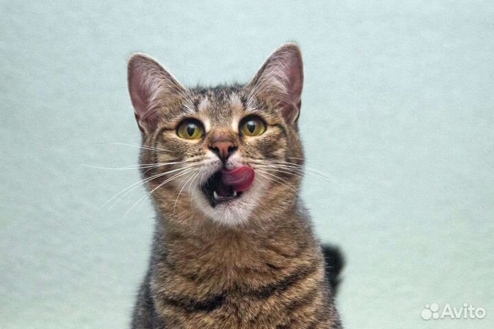 Котёнок, тигровая малышка Джерри ищет семью