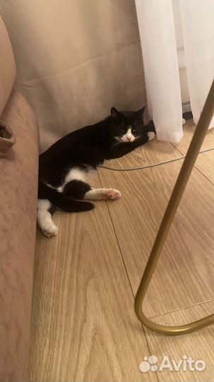 Кошки