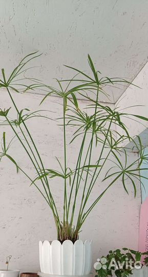 Циперус папирус