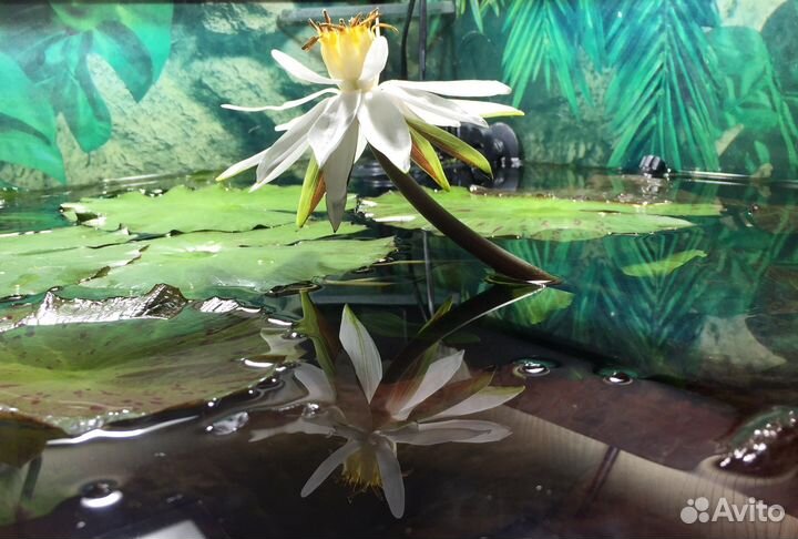 Обслуживание аквариумов