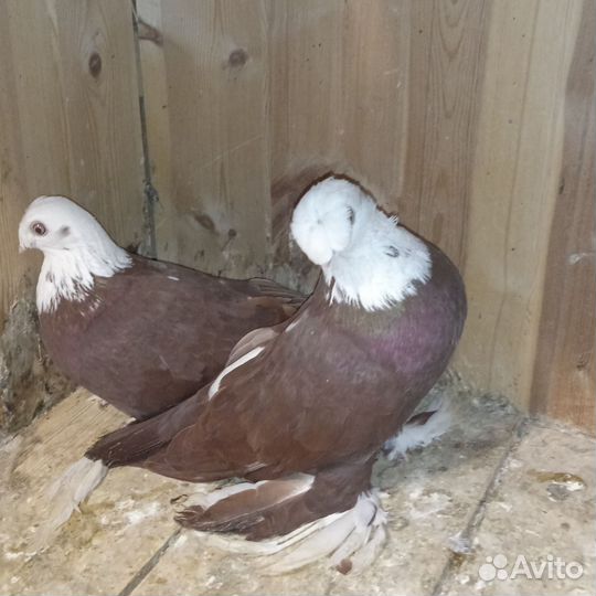 Голуби благодарненские