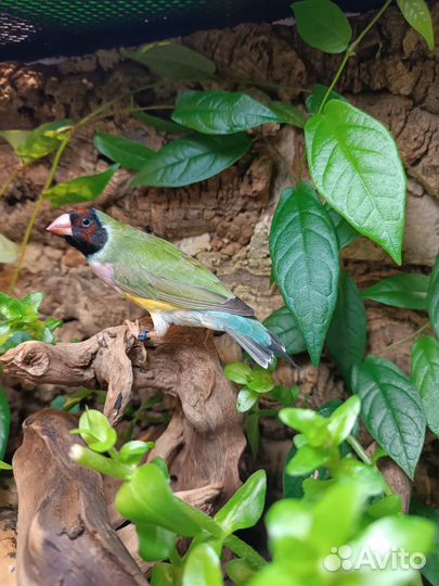 Самка амадины Гульда